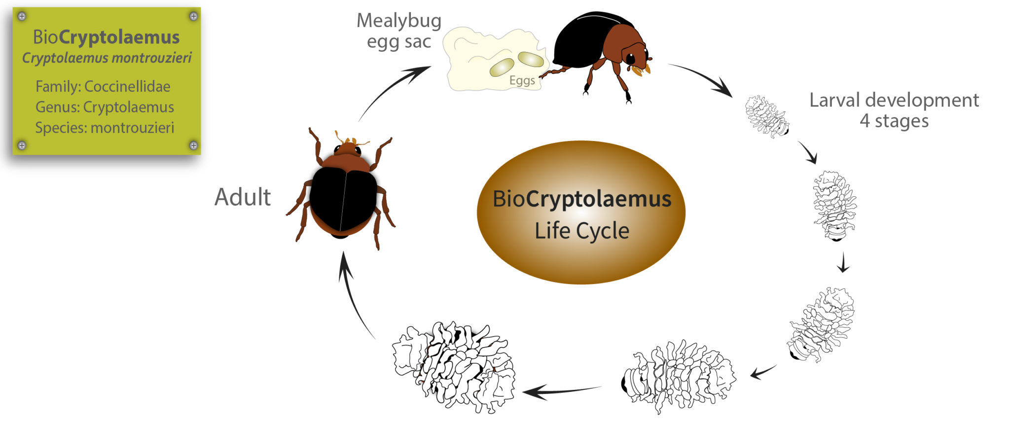 crypto life cycle