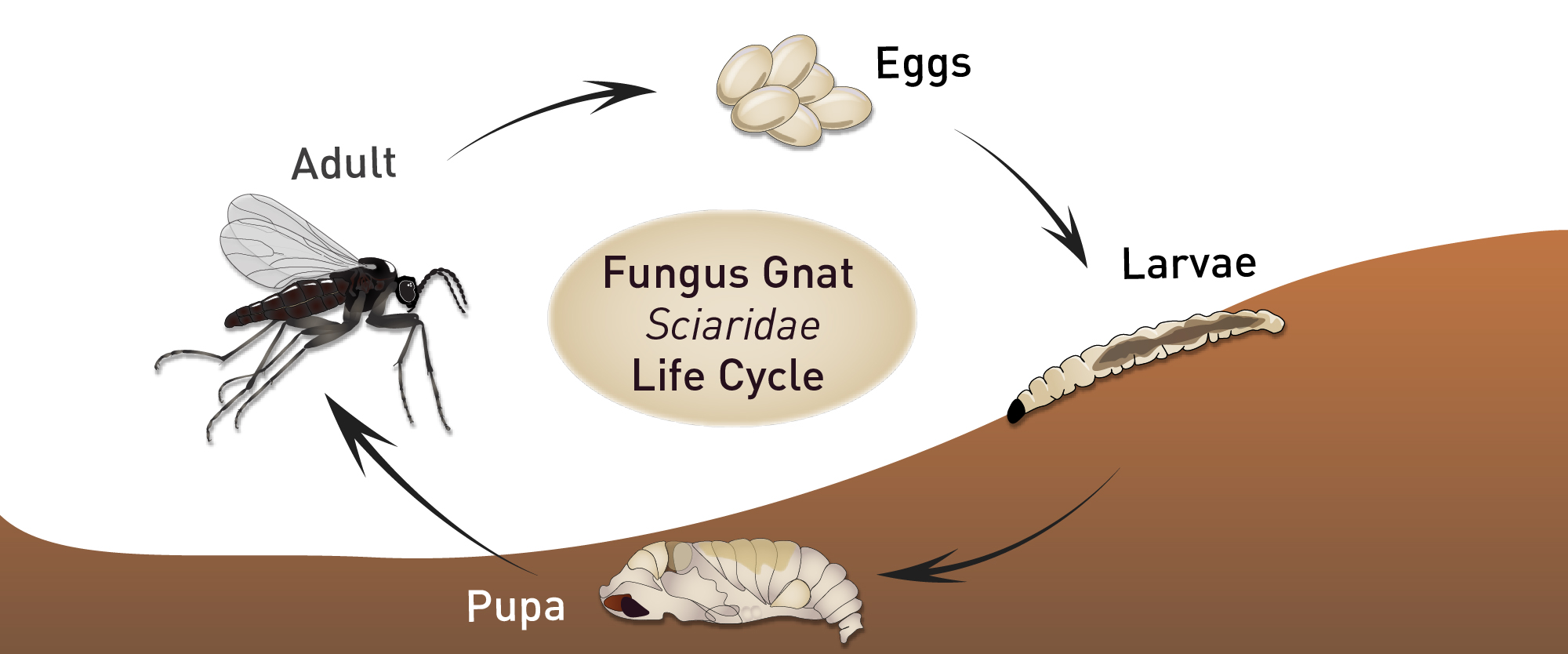 fungus-gnat-life-cycle-biobee-usa