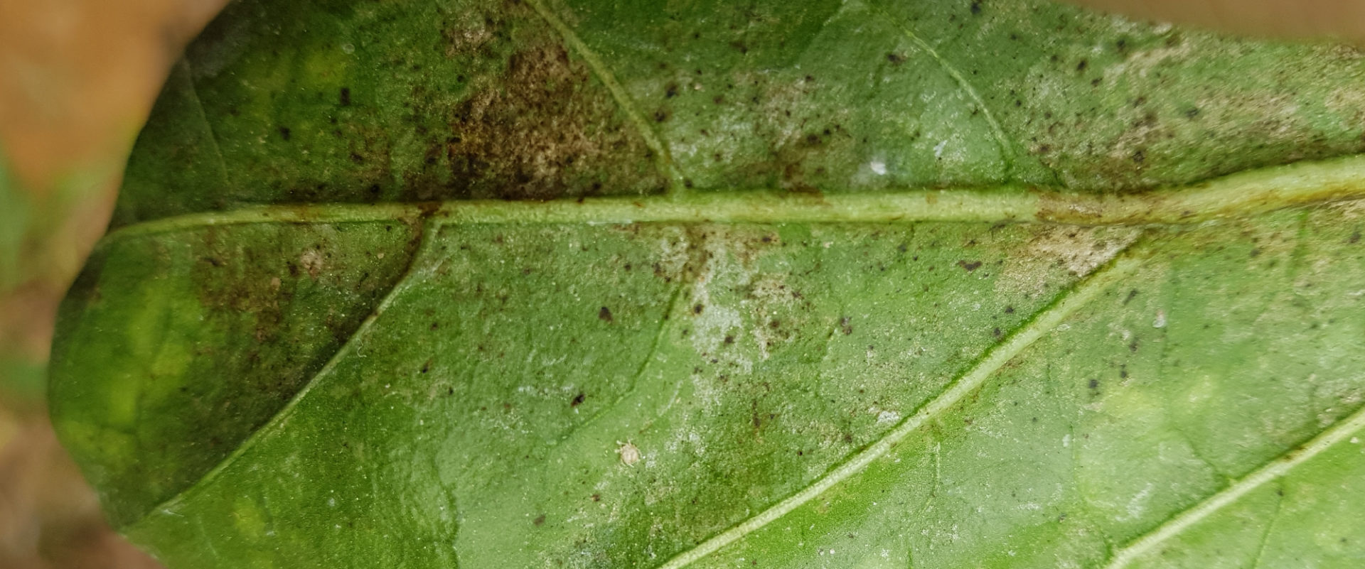 Thrips damage on leaf - BioBee USA