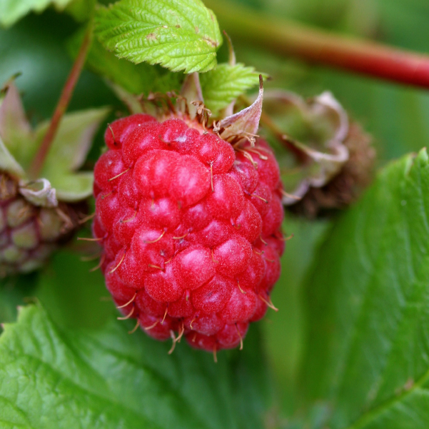 fruitworm BioBee USA Raspberry -