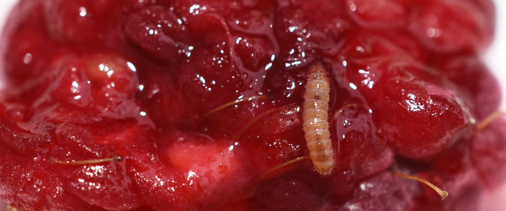 BioBee - Raspberry USA fruitworm